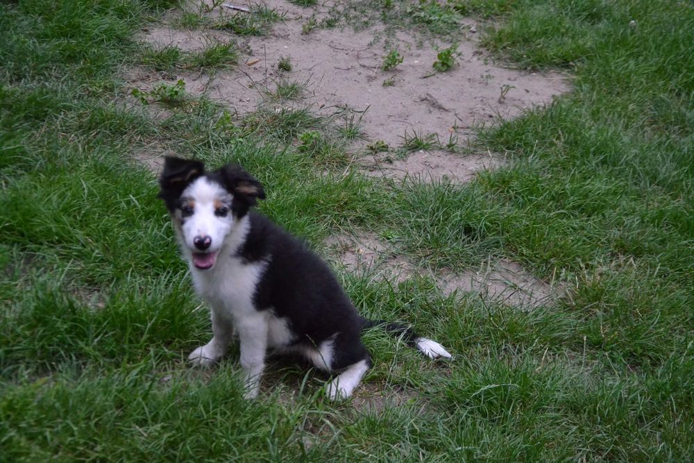 Border Collie szczeniaczki