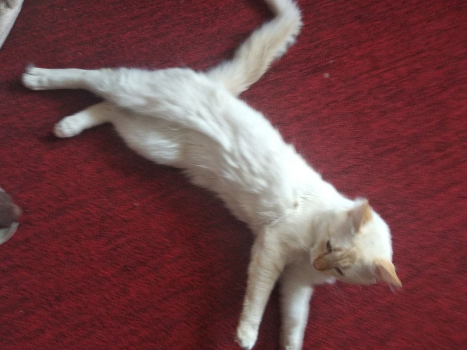 Білесенький, приємна на дотик шубка з ніжним характером