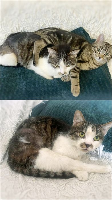 Kociak idealny szuka miłości :)