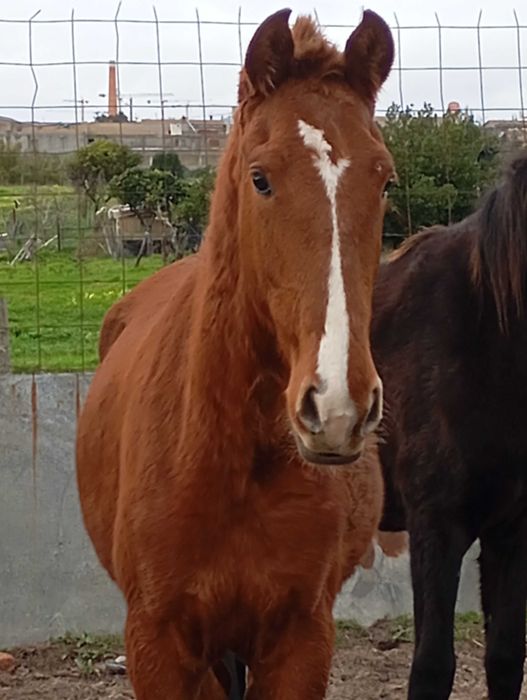 Vendo ou troco poldra
