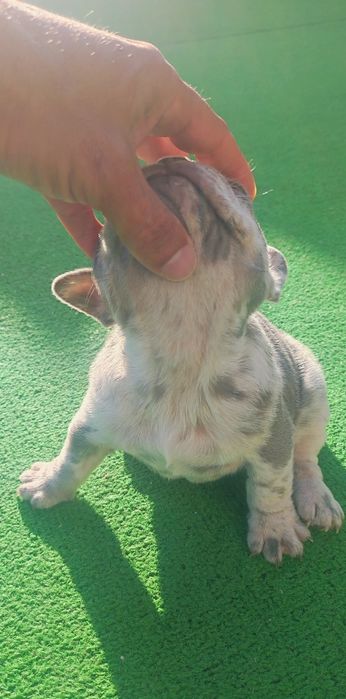 Bulldog francês fêmea blue Merle