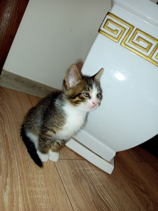 кошеня хлопчик зі своїм приданим))