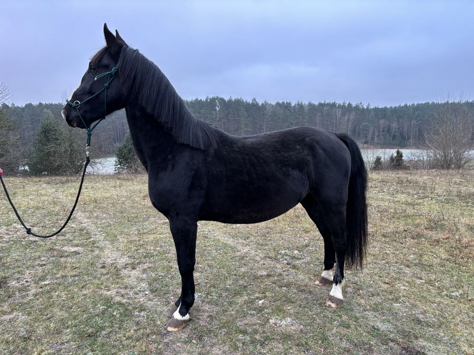 Ogier rasy śląskiej