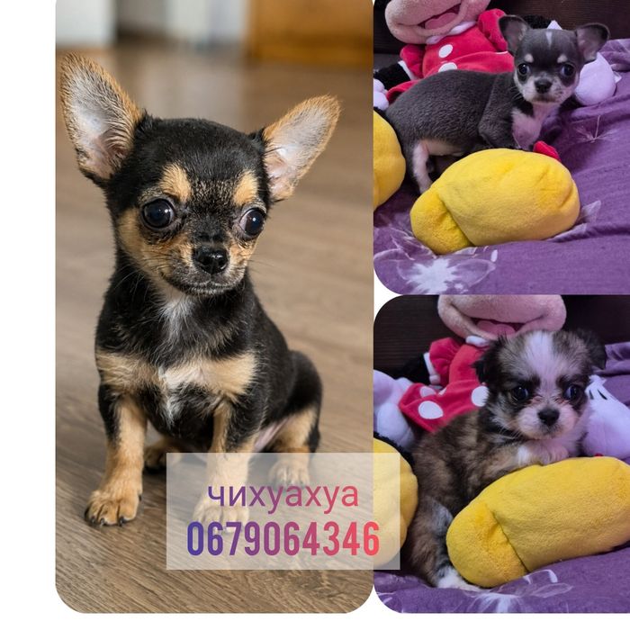 Цуценята Чихуахуа
