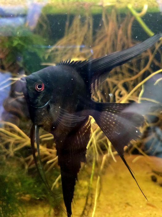 Skalar czarny weloniasty XL