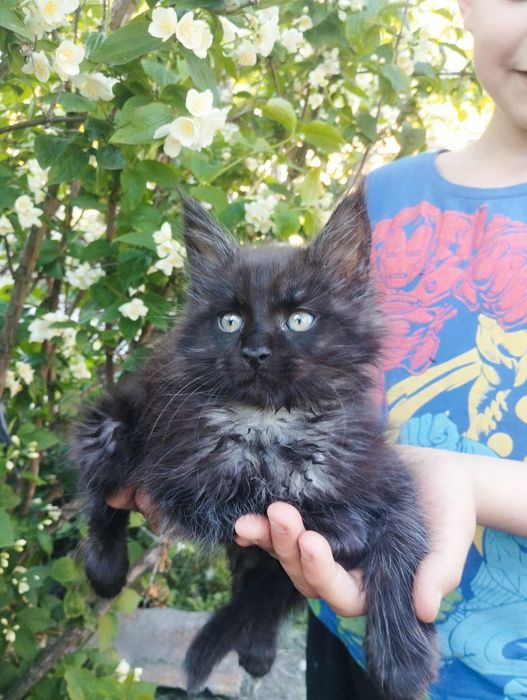 Хлопчик, Мейн-кун,чорний дим