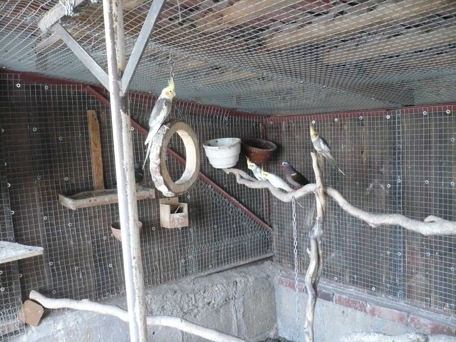 papugi nimfy egzotyczne.