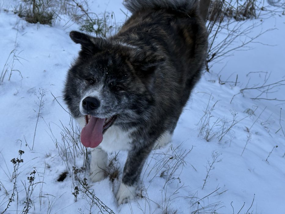 Sunia Japońska Akita Inu Gotowa Do Odbioru
