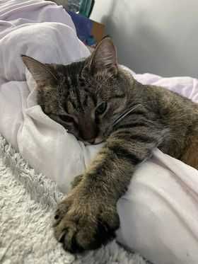 Krepinka, uroczy koci leniuszek szuka super domku