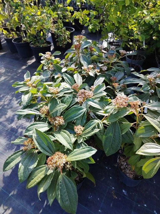 Kalina Davida 2L