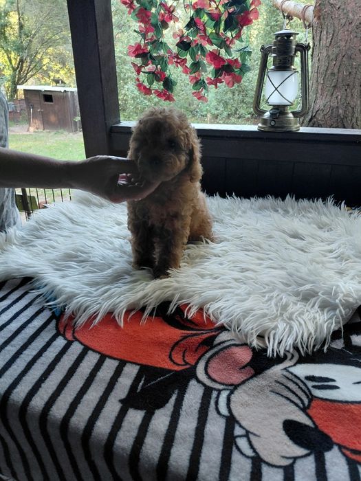 Maltipoo - suczka red