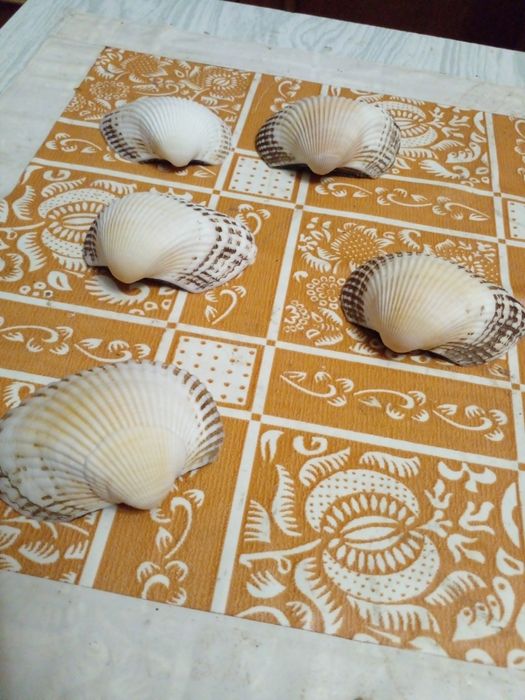 Советские разные морские ракушки