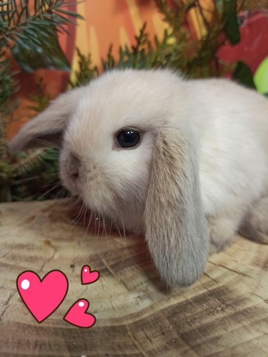 Питомник карликовых кроликов BAMBY предлагает