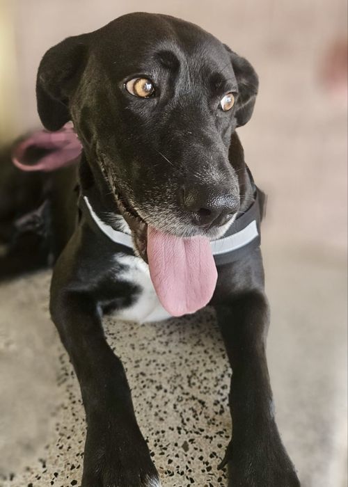 Cadela para adoção responsável