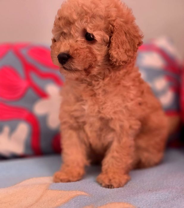 Suczka mini goldendoodle