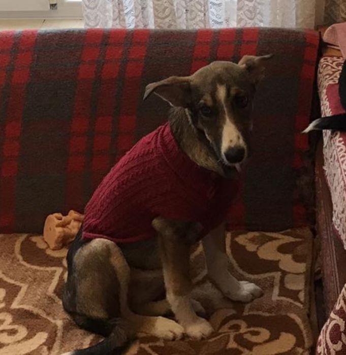 Цуценята у хороші руки!