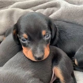 Таксеня в чудову сім'ю.