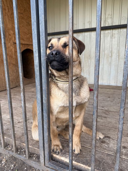 Зверніть будь ласка увагу на нього, йому дуже потрібна сімʼя!