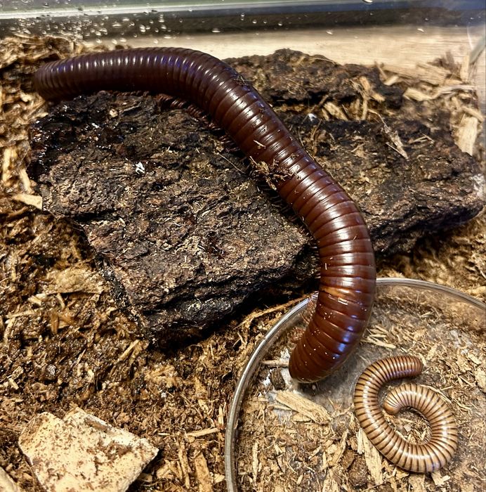 Krocionóg gwinejski 20 cm samica