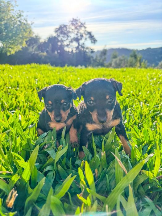 Pinscher miniatura
