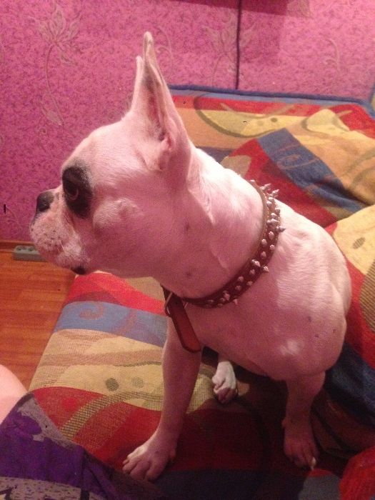 Французский бульдог для вязки