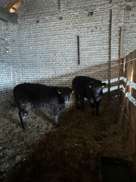 Jalowki miesne czarne