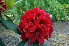 Rododendron Różanecznik ERATO 50 cm 55 zł