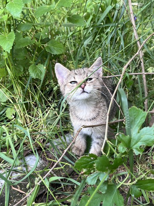 Кошенята безкоштовно