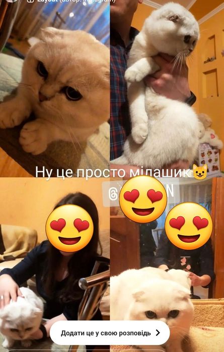 Шиншила кіт на в'язку
