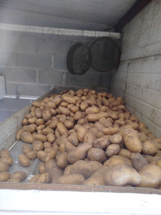 Vendo batata branca e vermelha e cebolas