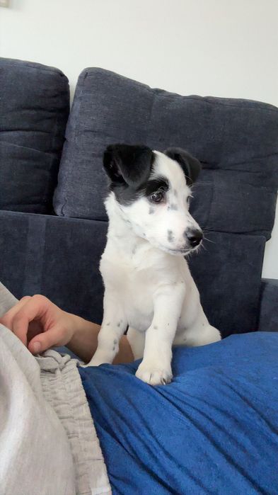 Piesek szczeniak mieszanka dalmatyńczyka