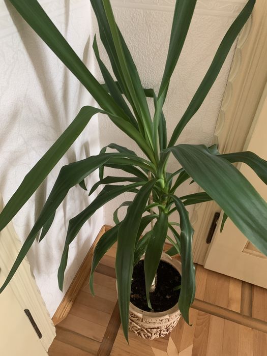 Вазон пальма Юка