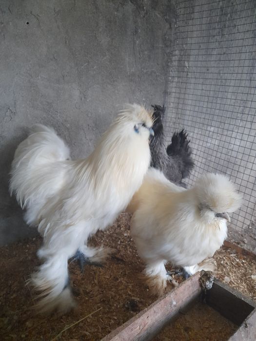 Ovos  sedosas do Japão