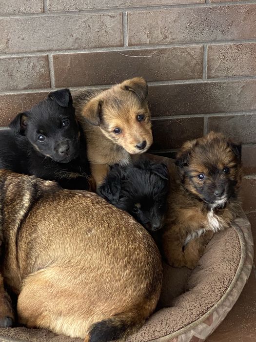 Oddam suczki w dobre rece