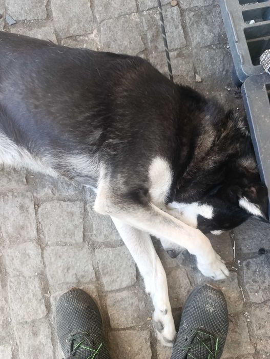 Urgente procuro novo lar para o meu amigo loki urgente