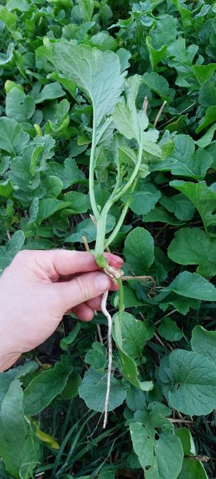 Rzodkiew oleista Romesa wysyłka