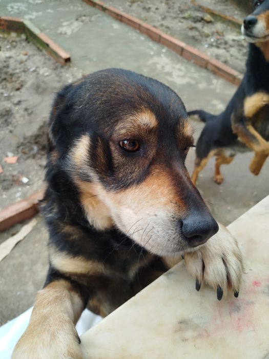Cães para doação