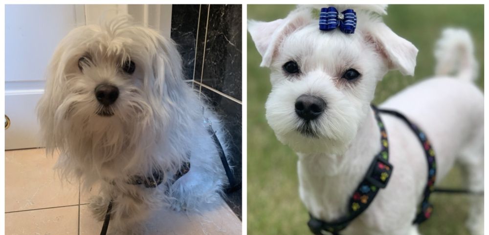 Strzyzenie psów york Maltanczyk shytzu Hawańczyk psi fryzjer