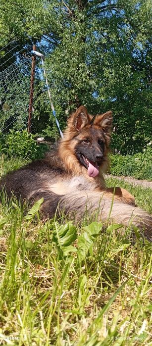Шикарний німець КСУ