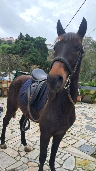 Egua muito mansinha