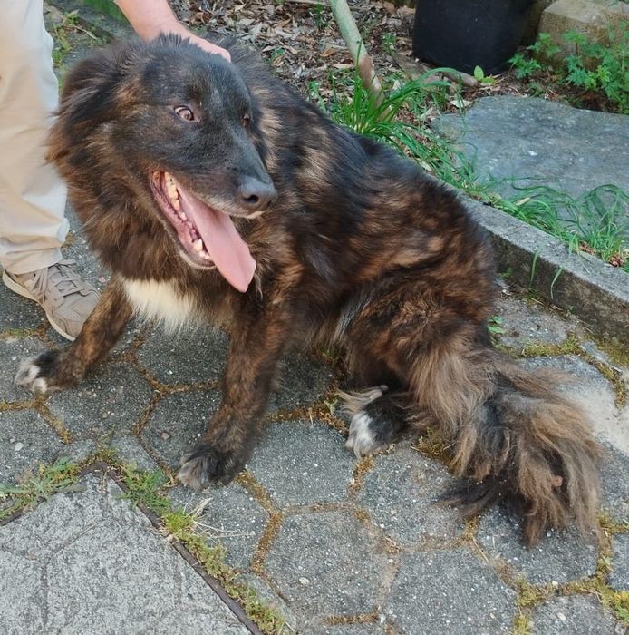 Adoção Responsável - 2 Cães Serra Estrela