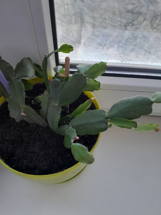 Спатифилиум(дамское счастье)