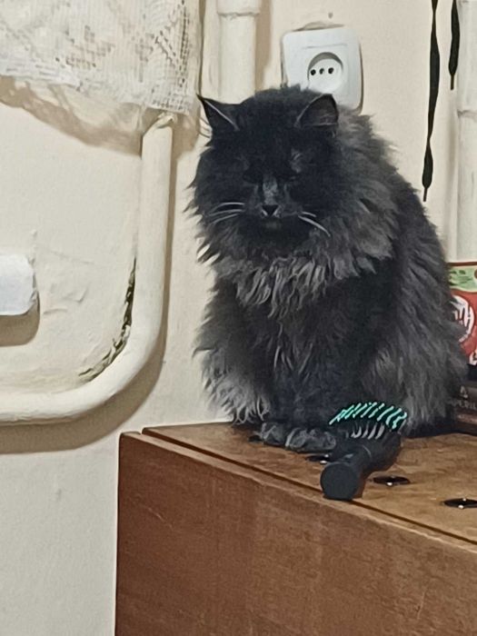 Котики парочка в добрі руки