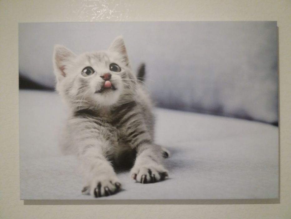 Obraz grafika na płótnie Kotek