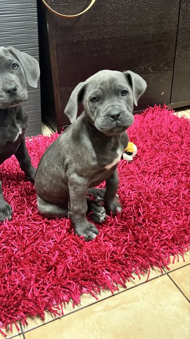 Cane corso italiano