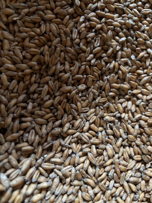 Pszenica/ pszenżyto/owies