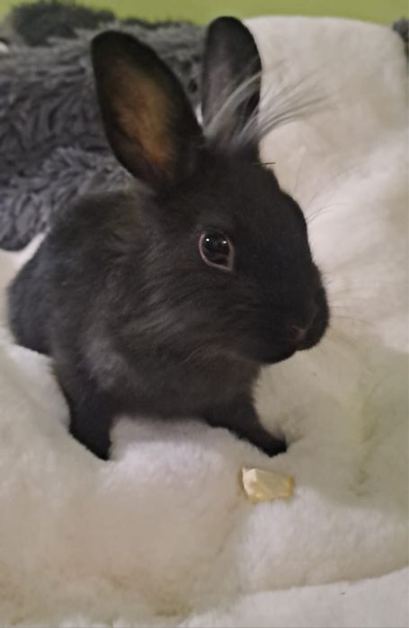 Króliki mianiaturki Teddy Karzeł