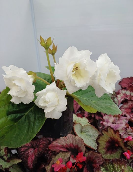 Насіння глоксиній