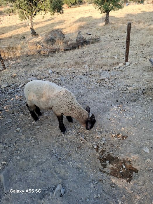 Borrego macho suffolk