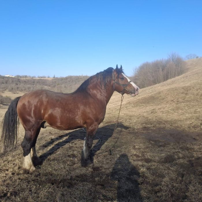 Продам жеребця Володимирівський ваговоз